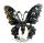 Butterfly - Gothic - Misztikus Pillangó Bross. BJ. 0911.  goth ékszer