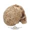 Cranial Drakos Engraved Dragon Skull Ornament - Gravírozott sárkánykoponya dísz 19,5 cm. U4465n9.  koponya figura
